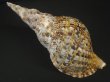 画像2: 法螺貝　30.5ｃｍ　約610ｇ　半洗い (2)