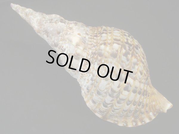 画像2: 法螺貝　30.5ｃｍ　約610ｇ　半洗い (2)