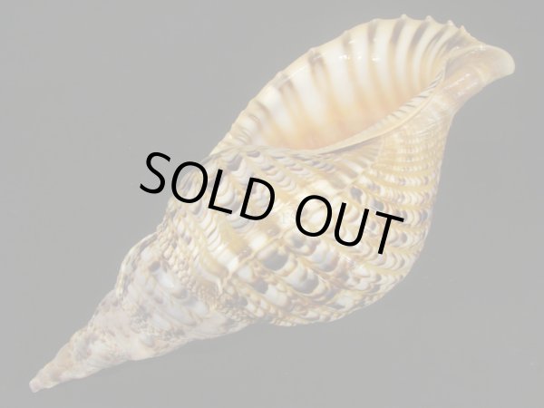 画像3: 法螺貝　30.5ｃｍ　約610ｇ　半洗い (3)