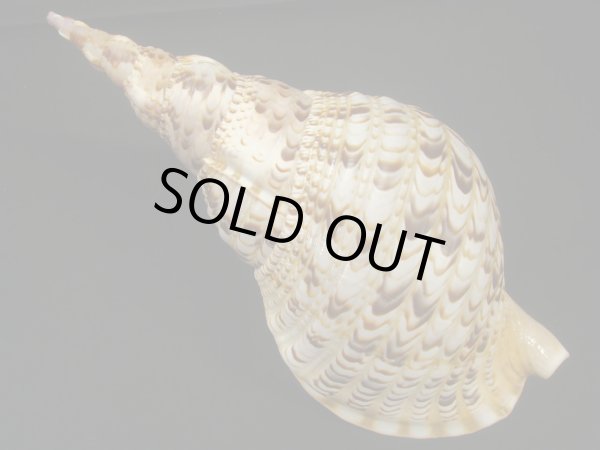 画像2: 法螺貝　31ｃｍ　約485ｇ (2)