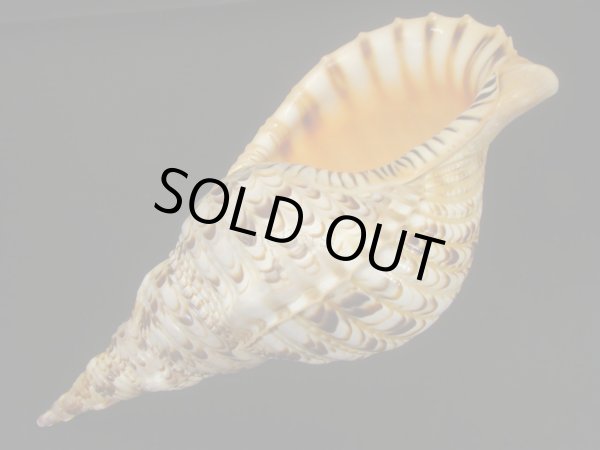 画像3: 法螺貝　31ｃｍ　約485ｇ (3)