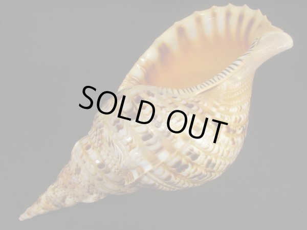 画像3: 法螺貝　33ｃｍ　約485ｇ (3)