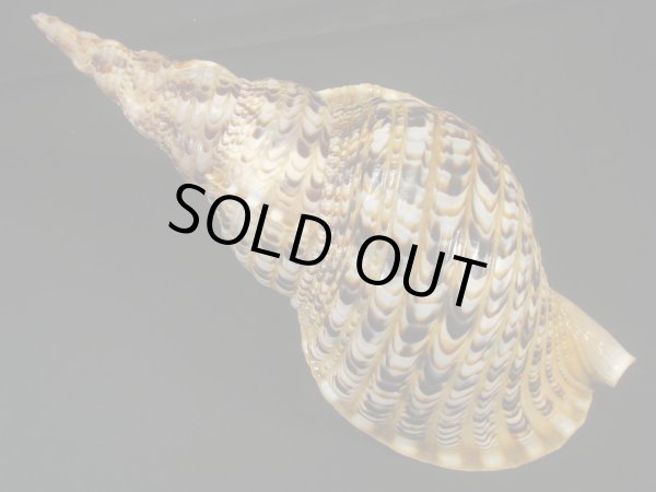 画像2: 法螺貝　35ｃｍ　約545ｇ (2)