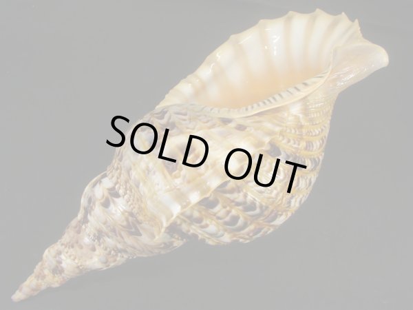 画像3: 法螺貝　35ｃｍ　約545ｇ (3)