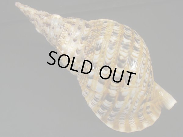 画像2: 法螺貝　34ｃｍ　約515ｇ (2)