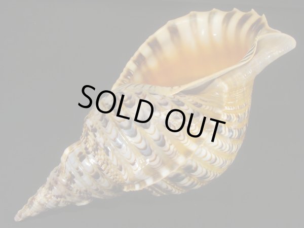 画像3: 法螺貝　34ｃｍ　約515ｇ (3)