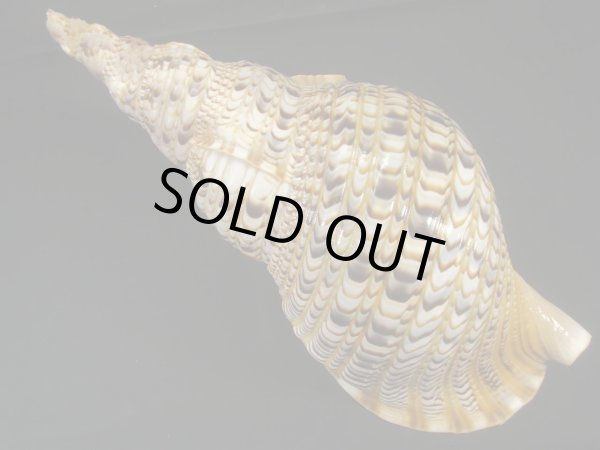 画像2: 法螺貝　37ｃｍ　約710ｇ (2)