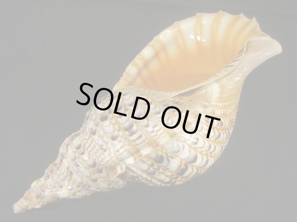 画像3: 法螺貝　37ｃｍ　約710ｇ (3)