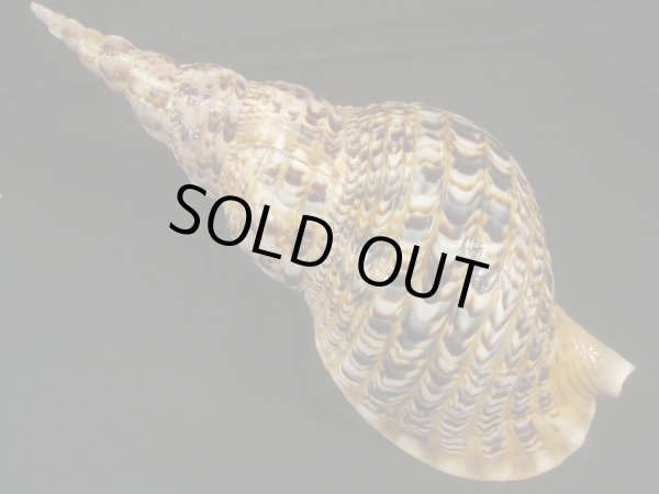 画像2: 法螺貝　37.5ｃｍ　約720ｇ (2)