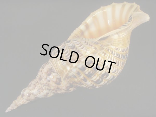 画像3: 法螺貝　37.5ｃｍ　約720ｇ (3)