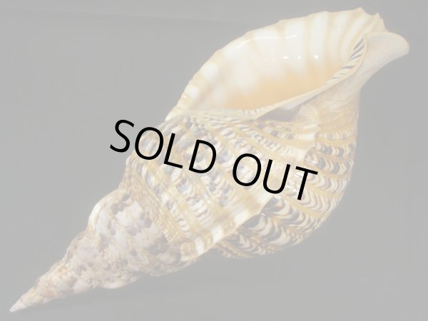 画像3: 法螺貝　40ｃｍ　約895ｇ (3)