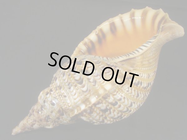 画像3: 法螺貝　33ｃｍ　約515ｇ (3)