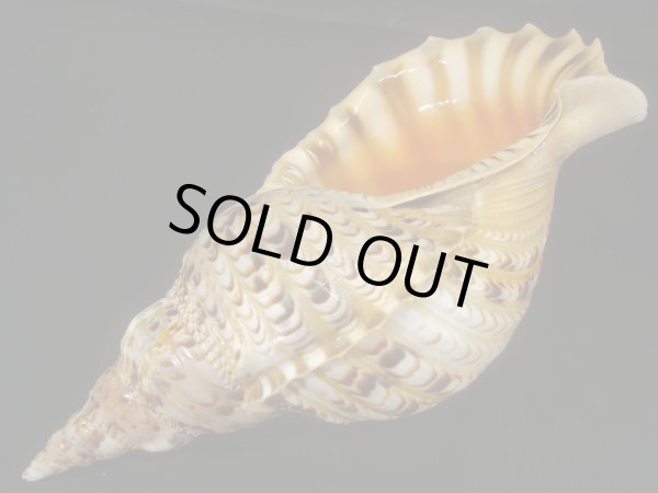 画像3: 法螺貝　34.5ｃｍ　約700ｇ (3)