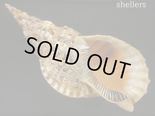 特大　法螺貝　39.５ cm 特大 法螺貝 39.5 cm
