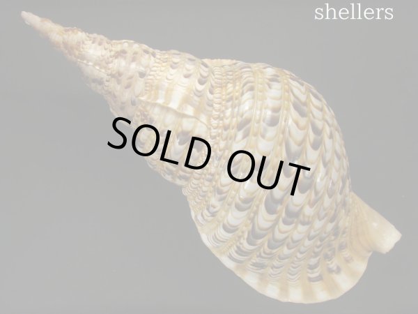 画像2: 法螺貝　約745ｇ　38ｃｍ (2)