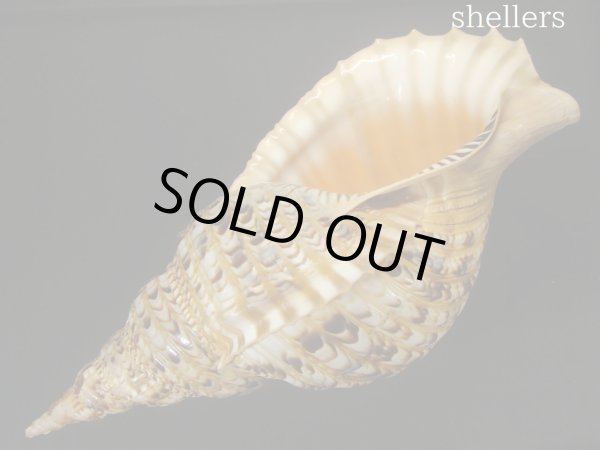 画像3: 法螺貝　約745ｇ　38ｃｍ (3)