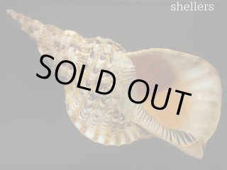 法螺貝31cm 法螺貝3個セット Kawasaki 3NT420B-B029 300mm Dual Blade