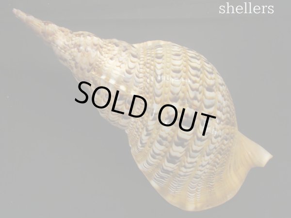 画像2: 法螺貝 約815g 38.5cm (2)