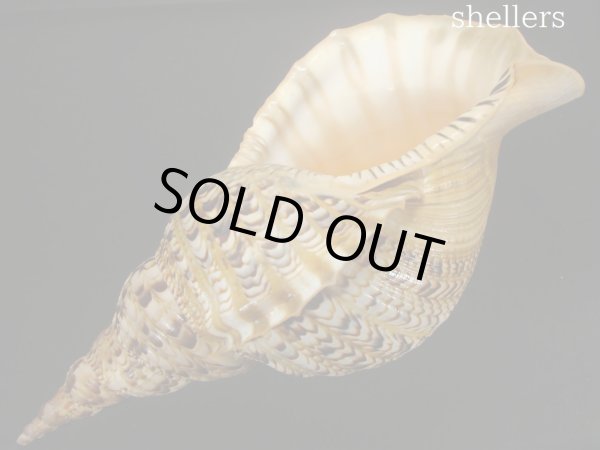 画像3: 法螺貝 約815g 38.5cm (3)