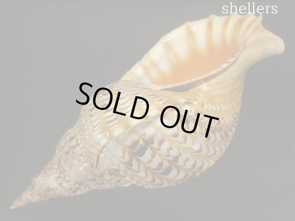 画像3: 法螺貝　約565ｇ　38ｃｍ (3)