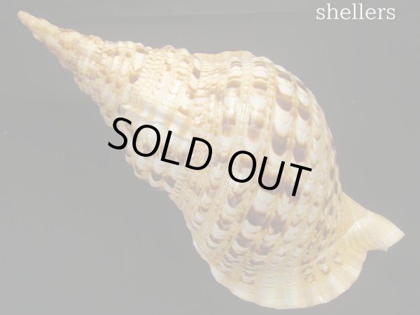 画像2: 法螺貝　約940ｇ　38ｃｍ (2)