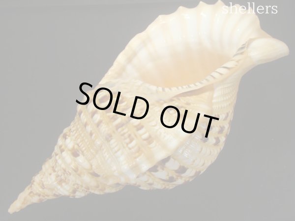 画像3: 法螺貝　約940ｇ　38ｃｍ (3)