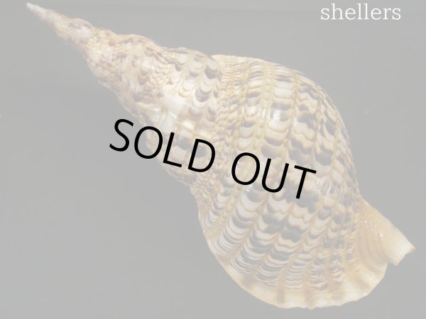 画像2: 法螺貝　約725ｇ　38.5ｃｍ (2)