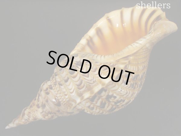 画像3: 法螺貝　約725ｇ　38.5ｃｍ (3)