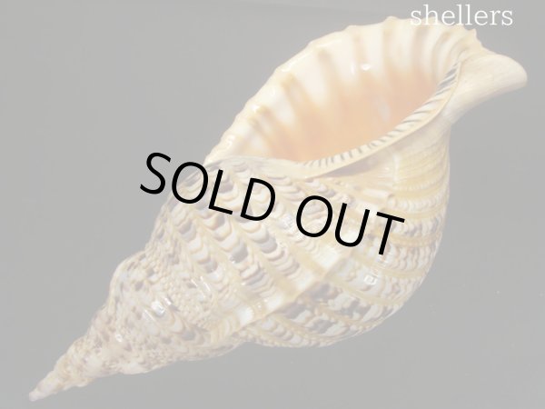 画像3: 法螺貝 約780g 38cm (3)