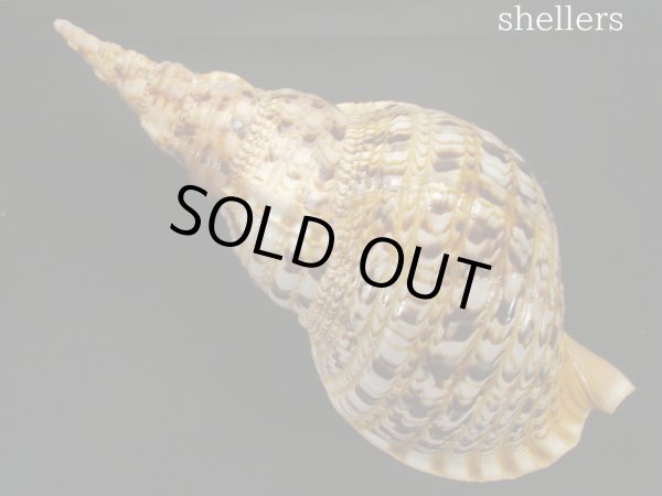 画像2: 法螺貝 約725g 39cm (2)