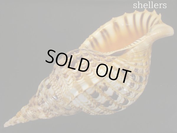 画像3: 法螺貝 約725g 39cm (3)