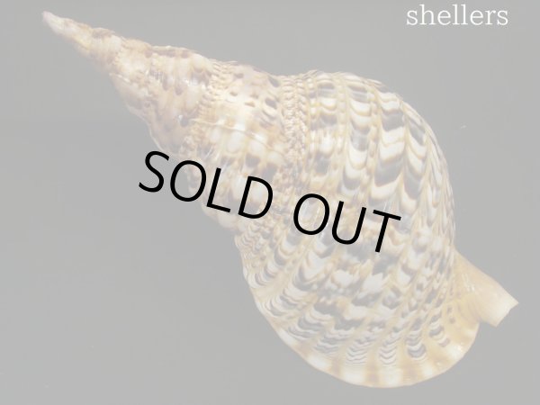 画像2: 法螺貝　約720ｇ　35.5ｃｍ (2)