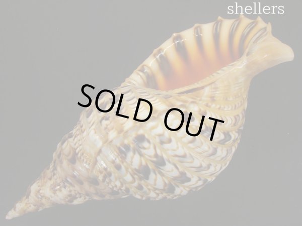 画像3: 法螺貝　約720ｇ　35.5ｃｍ (3)