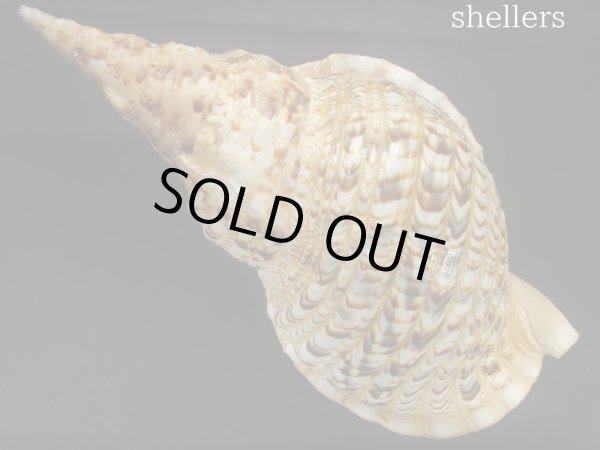 画像2: 法螺貝　約1,285ｇ　40.5ｃｍ　特大　特老成 (2)