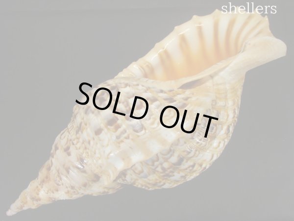 画像3: 法螺貝　約1,285ｇ　40.5ｃｍ　特大　特老成 (3)