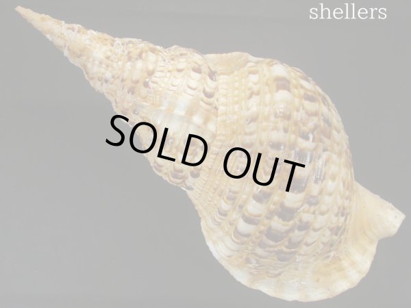 画像2: 法螺貝　約1,420ｇ　41ｃｍ　特大　特老成　半洗い (2)