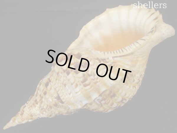 画像3: 法螺貝　約1,420ｇ　41ｃｍ　特大　特老成　半洗い (3)