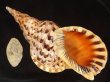 画像1: 法螺貝　40ｃｍ　1070ｇ　特大 (1)