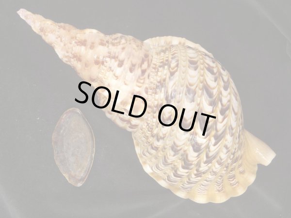 画像2: 法螺貝　40ｃｍ　1070ｇ　特大 (2)