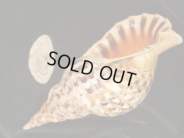 画像3: 法螺貝　40ｃｍ　1070ｇ　特大 (3)