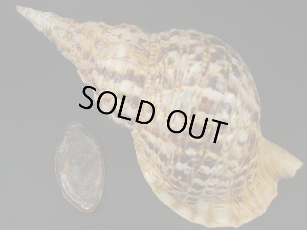 画像3: 法螺貝 39.5cm 約1470g 特大 超老成 半洗い (3)