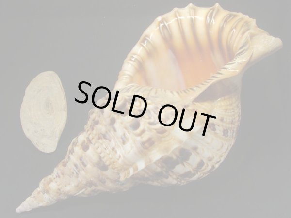 画像2: 法螺貝 39.5cm 約1470g 特大 超老成 半洗い (2)