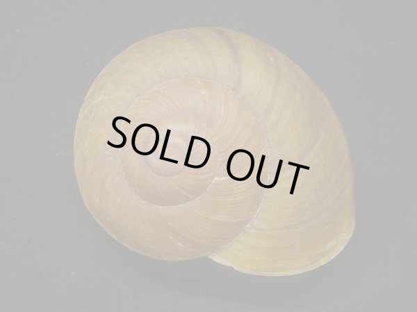 画像2: カドバリオオマイマイ (2)