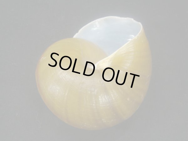 画像3: カドバリオオマイマイ (3)