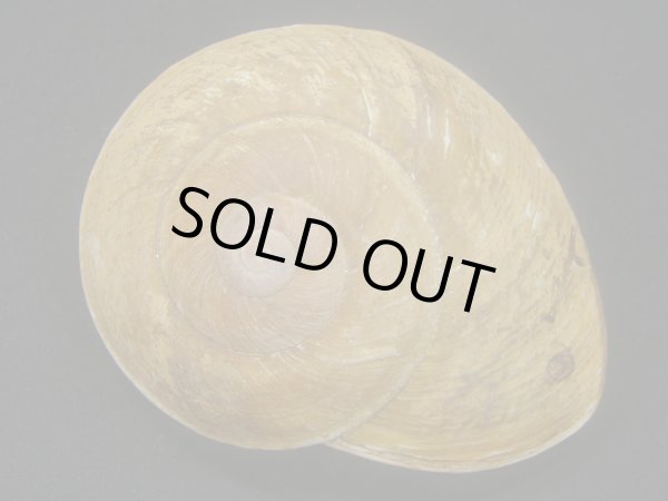 画像2: カドバリオオマイマイ　大 (2)