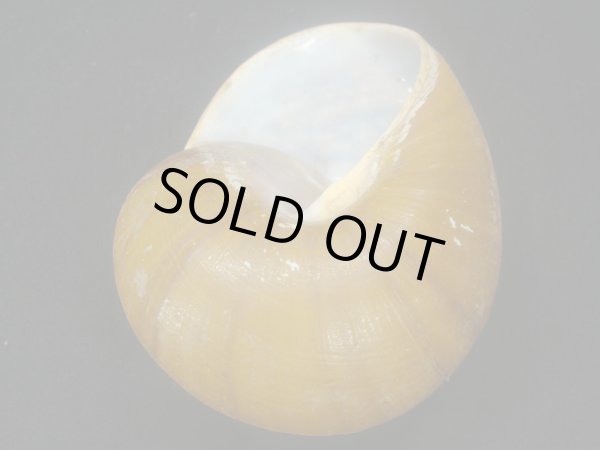 画像3: カドバリオオマイマイ　大 (3)