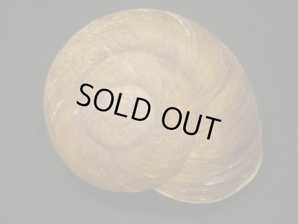 画像2: カドバリオオマイマイ　大 (2)