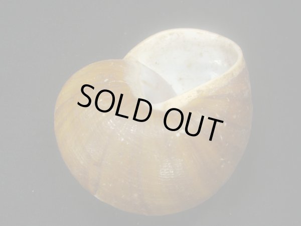 画像3: カドバリオオマイマイ　大 (3)