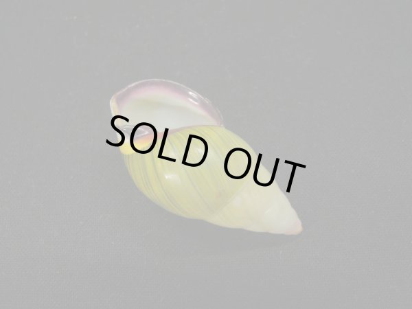 画像3: クチベニミドリマレイマイマイ (3)