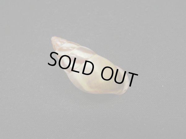 画像2: リチャードゴールドバーグマレイマイマイ (2)